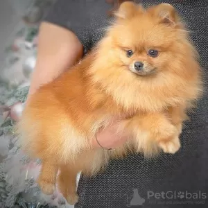 Photo №1. pomeranian - for sale in the city of Hamar | Is free | Announcement № 95963