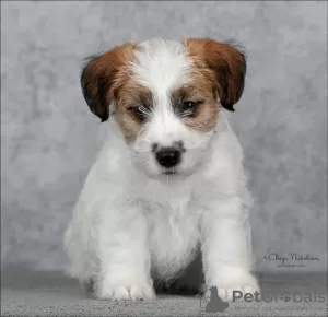 Photo №1. jack russell terrier - for sale in the city of St. Petersburg | 1207$ | Announcement № 9564