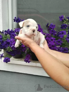 Additional photos: English bulldog, puppy