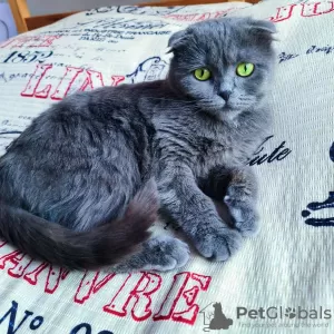 Photo №2 to announcement № 19289 for the sale of british shorthair - buy in Poland private announcement