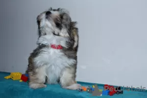 Additional photos: Havanese puppies