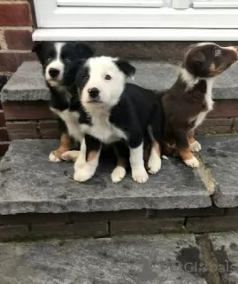 Photo №3. SwaBorder Collie puppies for adoption. Germany