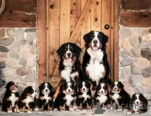 Photo №1. bernese mountain dog - for sale in the city of Torquay | 300$ | Announcement № 129481