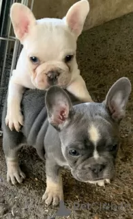 Photo №3. French Bulldog Puppies For Sale. Canada