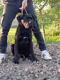 Additional photos: Cane Corso puppies