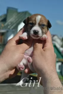 Additional photos: Puppies Jack Russell from the kennel