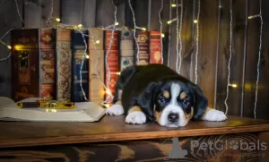 Additional photos: Entlebucher Sennenhund puppies (5 boys and 1 girl). Puppies were born on