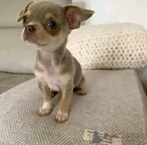 Photo №1. chihuahua - for sale in the city of Dubai | 412$ | Announcement № 13808