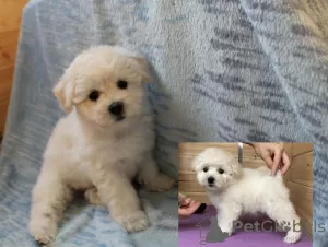 Additional photos: Adorable Bichon Frize puppies ready to move into a new home