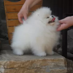 Photo №3. Pomeranian Spitz puppies for sale !. Germany