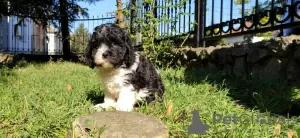 Additional photos: CAVAPOO tricolor puppy