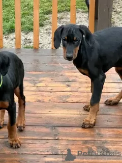 Photo №3. Dobermann-Welpen zu verkaufen.. Germany