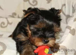 Additional photos: Yorkshire Terrier puppies for sale