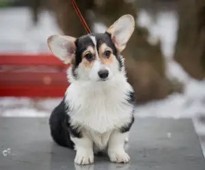 Photo №3. Girl Welsh Corgi Pembroke. Russian Federation