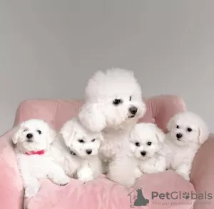 Photo №1. bichon frise - for sale in the city of Sydney | Is free | Announcement № 131253