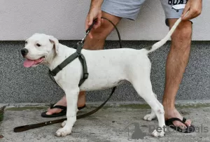 Photo №3. American bulldog puppies. Serbia