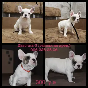 Photo №1. french bulldog - for sale in the city of Zaporizhia | 300$ | Announcement № 3551