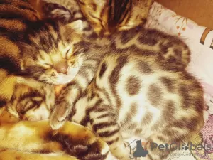 Photo №3. Bengal kitten. Russian Federation