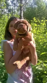 Additional photos: Dog Bordeaux puppies for sale (p.27.03.2019)