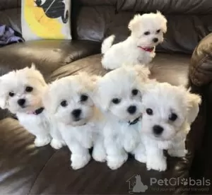 Photo №2 to announcement № 71435 for the sale of maltese dog - buy in Australia private announcement, breeder