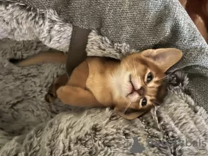 Additional photos: Certified cattery of Abyssinian kittens