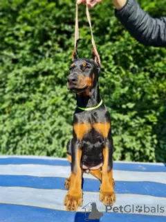 Additional photos: Doberman