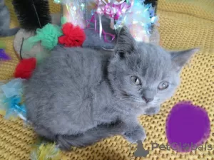 Additional photos: Stunning Scottish Fold & Straight kittens!