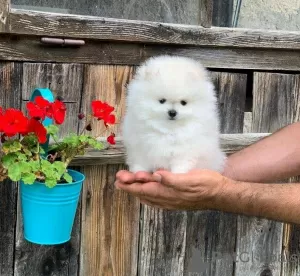 Photo №1. pomeranian - for sale in the city of Klingenberg | 264$ | Announcement № 79842