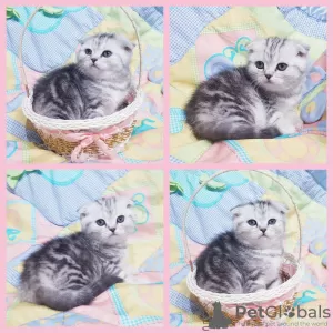 Photo №1. scottish fold - for sale in the city of Minsk | negotiated | Announcement № 42142