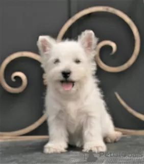 Additional photos: west highland white terrier puppy female