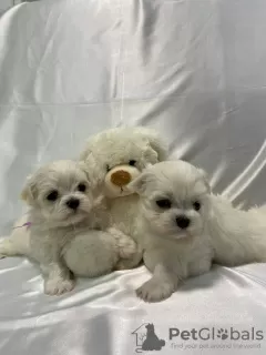 Photo №1. maltese dog - for sale in the city of Zaporizhia | 1000$ | Announcement № 41170