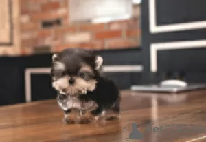 Photo №3. Teacup Yorkie puppies available. Finland