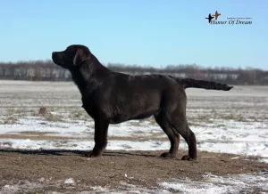 Photo №1. labrador retriever - for sale in the city of Cherkasy | 655$ | Announcement № 4392