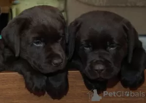 Additional photos: Labrador puppies