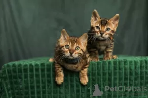 Additional photos: Bengal kittens with pedigree