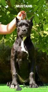 Photo №2 to announcement № 3973 for the sale of cane corso - buy in Macedonia breeder