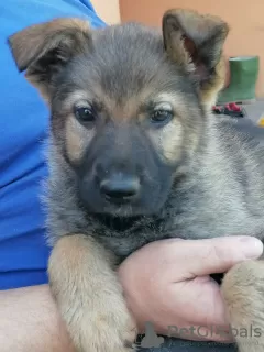 Additional photos: German Shepherd puppies