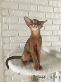 Photo №2 to announcement № 52261 for the sale of abyssinian cat - buy in Belarus from nursery