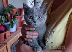 Additional photos: The British Shorthair Kittens