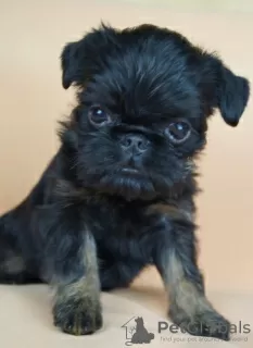 Photo №3. Belgian Griffon puppies. Russian Federation