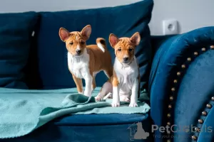 Additional photos: Basenji puppies for sale