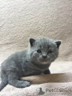 Photo №2 to announcement № 123356 for the sale of british shorthair - buy in Germany private announcement, breeder