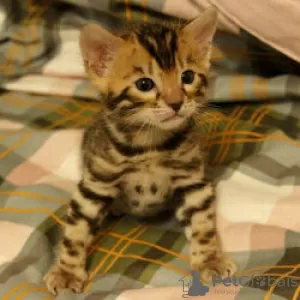 Photo №3. Pure Bred Bengal Kittens Available All shots taken. United States