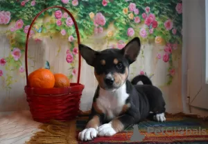 Additional photos: Basenji Champion Bloodlines Pups, FCI Pedigree