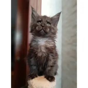 Photo №1. maine coon - for sale in the city of Москва | 325$ | Announcement № 1282