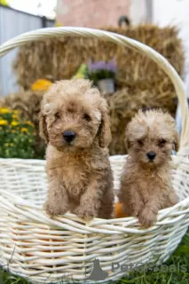 Photo №3. Miniature poodle. Serbia