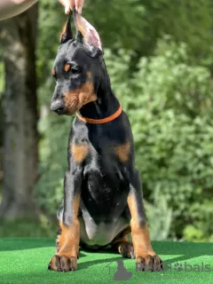 Additional photos: Doberman puppies