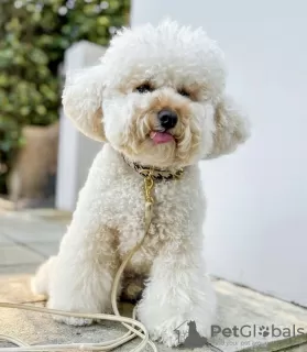 Photo №4. I will sell poodle (toy) in the city of Wolfsburg. private announcement, from nursery, from the shelter - price - 528$