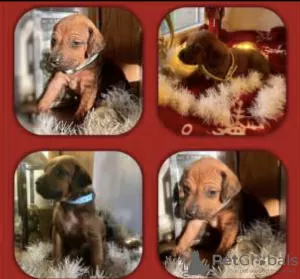 Additional photos: Adorable Rhodesian Ridgeback Puppies