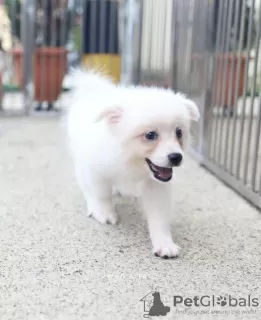 Additional photos: Japanese spitz